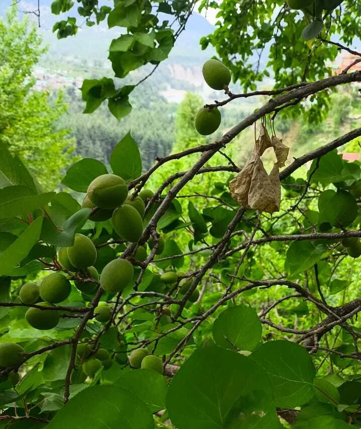 From the Himalayas to Your Hands: Why Sikkim's Ancient Massage Traditions Are Winning Over American Wellness Fans